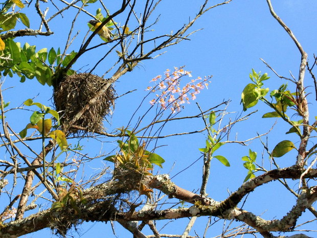 Цветущие орхидеи и птичка у гнезда