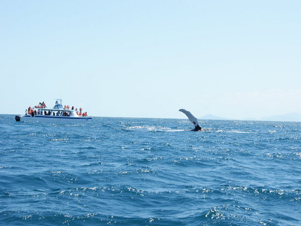 Туристы смотрят китов в бухте Самана
