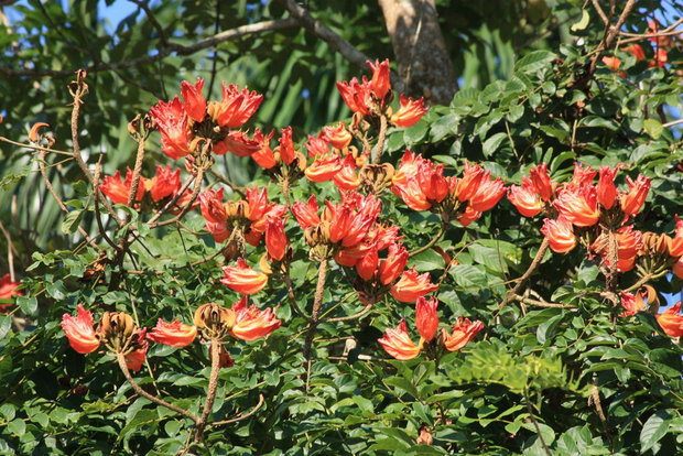 Тюльпановое дерево (Спатодея / Spathodea)