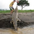 Крокодилы Коста-Рики