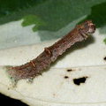Гусеничка Пяденицы боярышниковой (Opisthograptis luteolata)