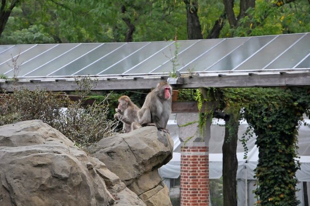 Нью-Йорк. Зоопарк в Центральном парке