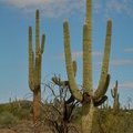 США. Аризона. Органные кактусы