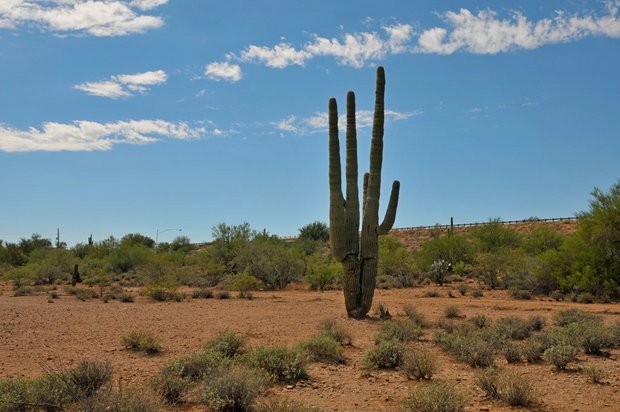 США. Аризона. Органные кактусы