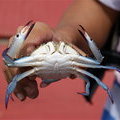 Голубой краб (Portunus pelagicus)