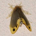 Ночная бабочка (Arna bipunctapex, Lymantriinae, Erebidae)