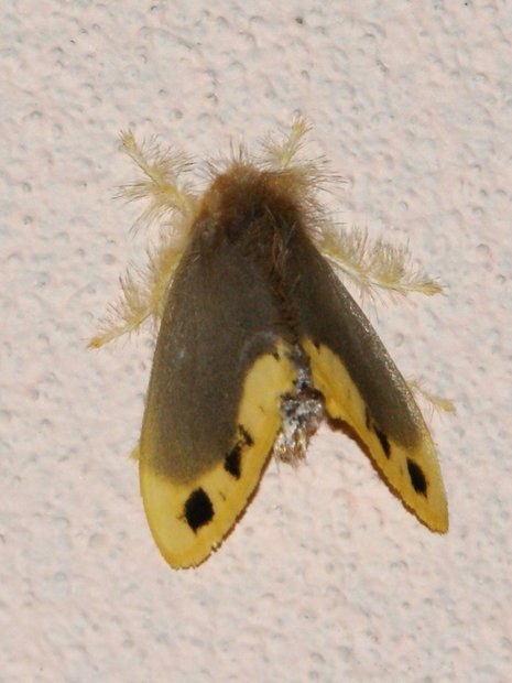 Ночная бабочка (Arna bipunctapex, Lymantriinae, Erebidae)