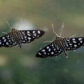 Бабочки на стекле (Crambid Moth (Pygospila tyres, Crambidae)