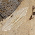 Бабочки Северного Вьетнама. Phazaca sp. (Uraniidae) и Ко