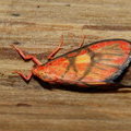 Ночная бабочка Медведица Barsine flavodiscalis