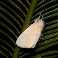 Ночная бабочка на листе