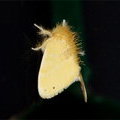 Вьетнамская ночная бабочка (Tussock Moth (Lymantriinae, Erebidae)