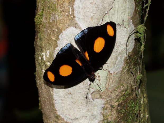 Бабочка Греческий башмачник (Catonephele numilia), самец