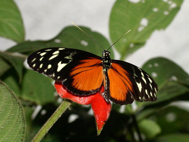 Бабочка Heliconius hecale