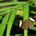 Дирцея или мозаичная бабочка (Colobura dirce)