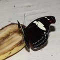 Бабочка на банане - Греческий башмачник (Catonephele numilia), самка