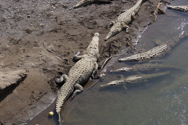 Крокодилы на реке Тарколес в Коста Рике