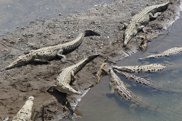 Крокодилы в Караре