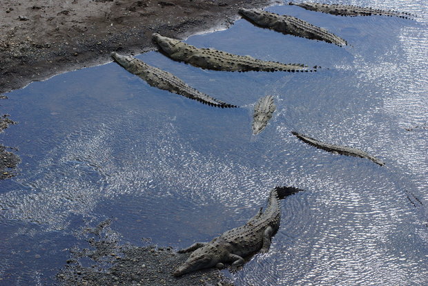 Крокодилы в Караре