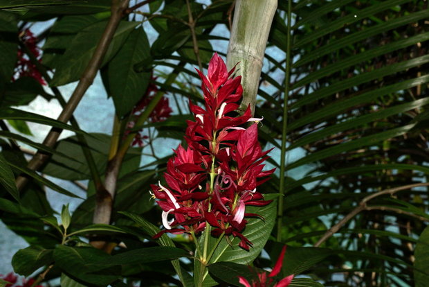 Мегаскепасма красномантиевая или Бразильский красный плащ (Megaskepasma erythrochlamys / Brazilian red-cloak)