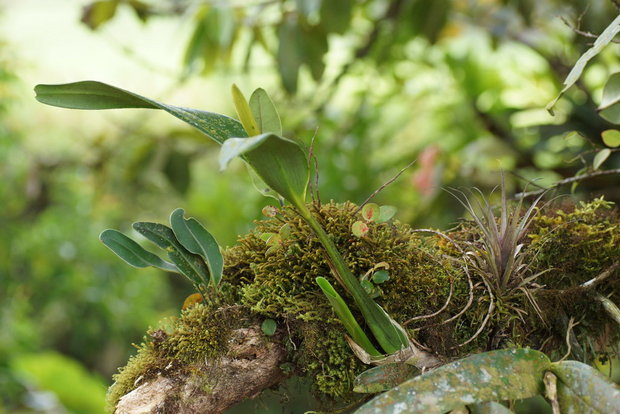 Орхидеи и бромелии на стволе дерева