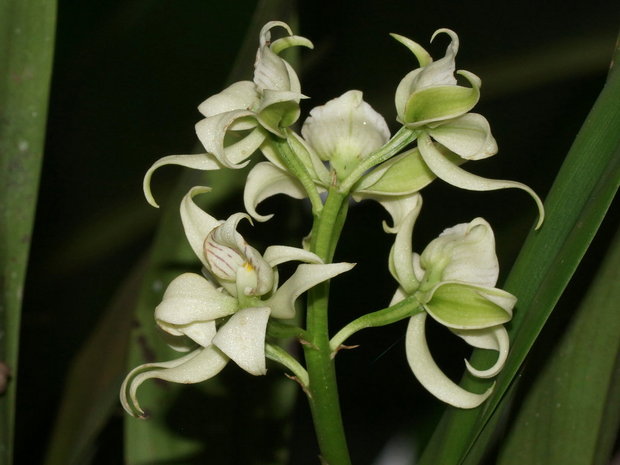Орхидея Эпидендрум (энциклия, хормидиум) Фрагранс или Душистый (Epidendrum fragrans)