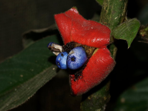 Плоды Психотрии  (Психотрия Пёппига / Psychotria poeppigiana)