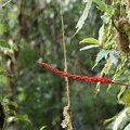 Питкерния (Pitcairnia brittoniana)