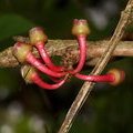 Растения Коста Рики