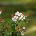 Цветочки Monochaetum floribundum, Melastomataceae