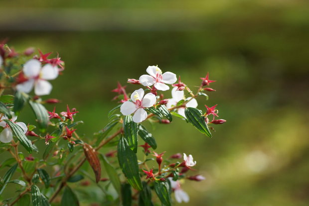 Цветочки Monochaetum floribundum, Melastomataceae