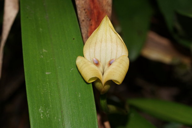 Цветок орхидеи Trigonidium egertonianum