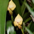 Цветущая орхидея Trigonidium egertonianum