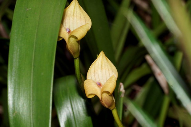 Цветущая орхидея Trigonidium egertonianum
