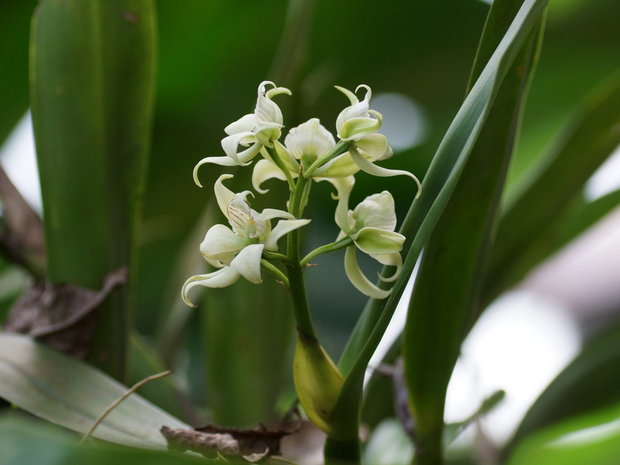 Цветущая орхидея Эпидендрум (энциклия, хормидиум) Фрагранс или Душистый (Epidendrum fragrans)