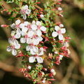 Цветущая ветка Monochaetum floribundum, Melastomataceae