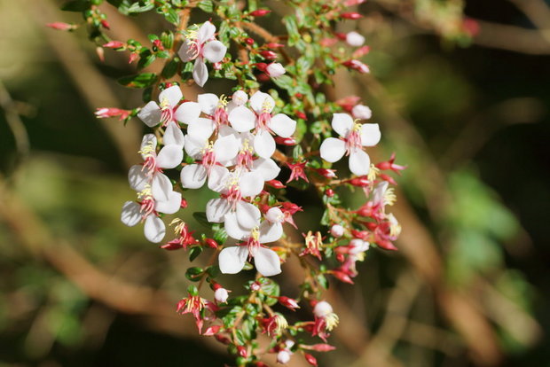 Цветущая ветка Monochaetum floribundum, Melastomataceae