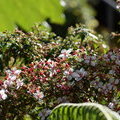 Цветущий куст Monochaetum floribundum, Melastomataceae
