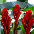 Цветы банана (Musa coccinea)