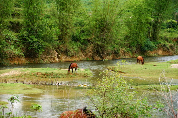 Кони на реке