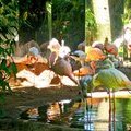 Бразилия, Фож де Игуасу, Парк птиц