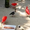 Бразилия, Фож де Игуасу, Парк птиц