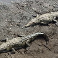 Американские крокодилы (Crocodylus acutus)