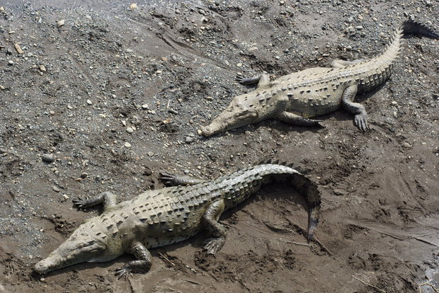 Американские крокодилы (Crocodylus acutus)