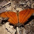 Бабочка Marpesia eleuchea