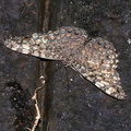 Бабочка Hamadryas februa ferentina (Nymphalidae)