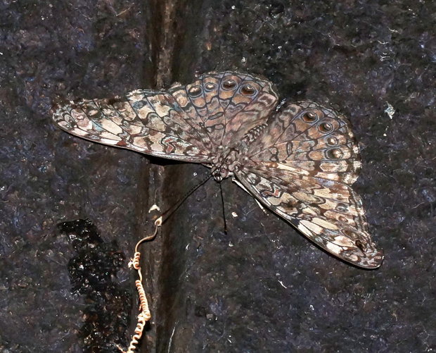 Бабочка Hamadryas februa ferentina (Nymphalidae)