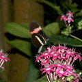 Бабочка на цветке (Pentas lanceolata / Пентас ланцетовидный)
