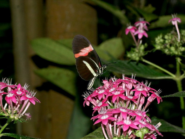 Бабочка на цветке (Pentas lanceolata / Пентас ланцетовидный)