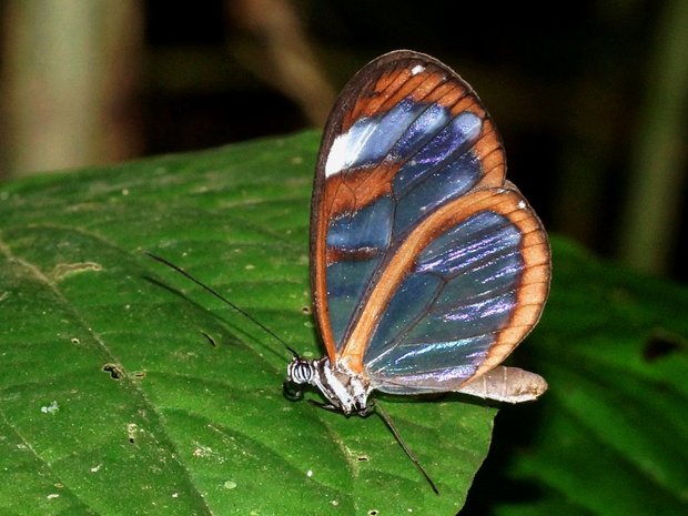 Бабочка с прозрачными крылышками Грета Ото